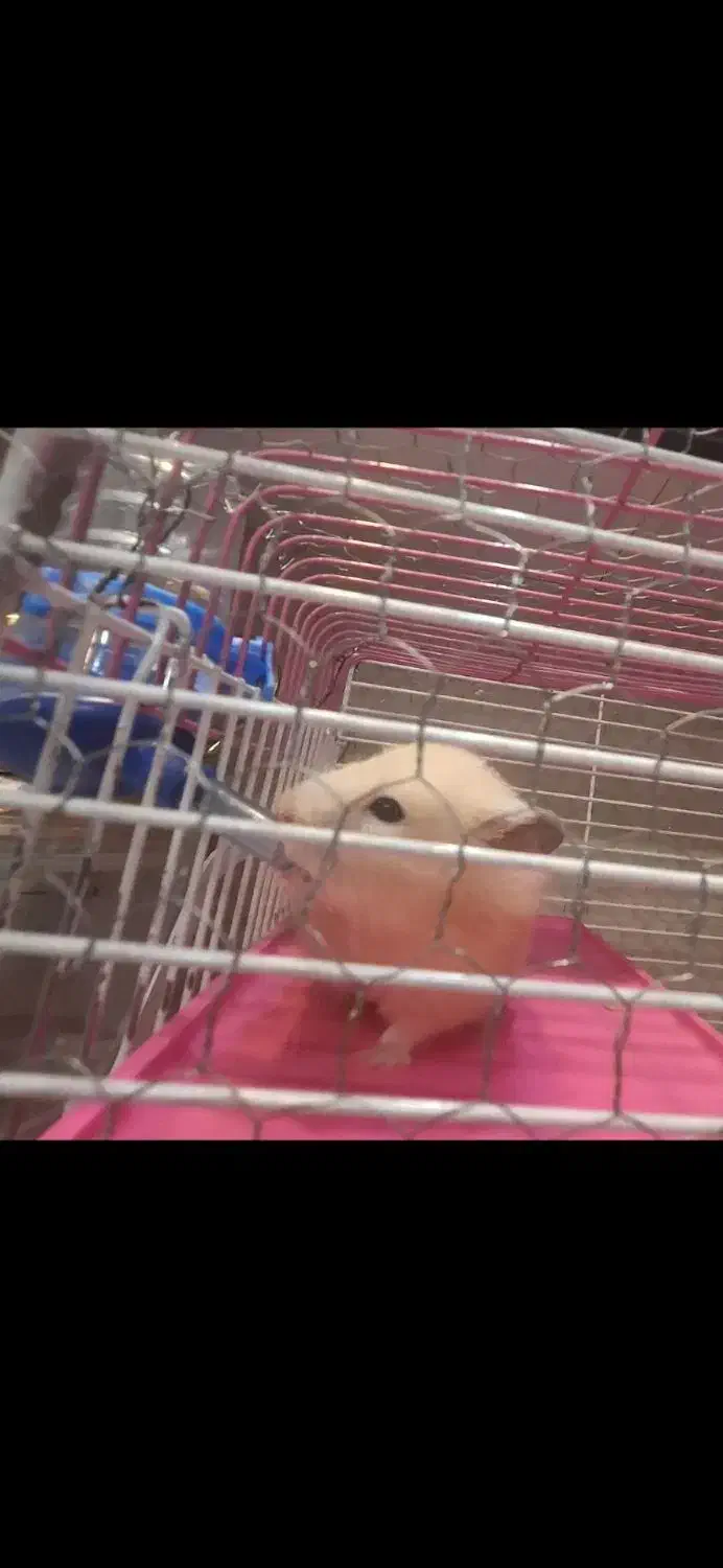 همستر|موش و خرگوش|رشت, یخسازی|دیوار