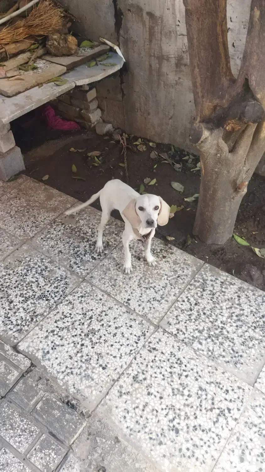 گمشده|سگ|کلاله, |دیوار