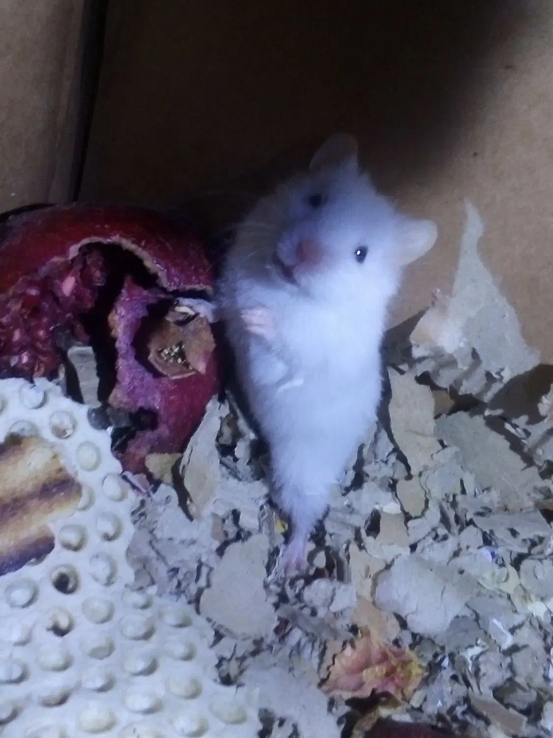 همستر دونه ای 200تومن|موش و خرگوش|ساوه, |دیوار