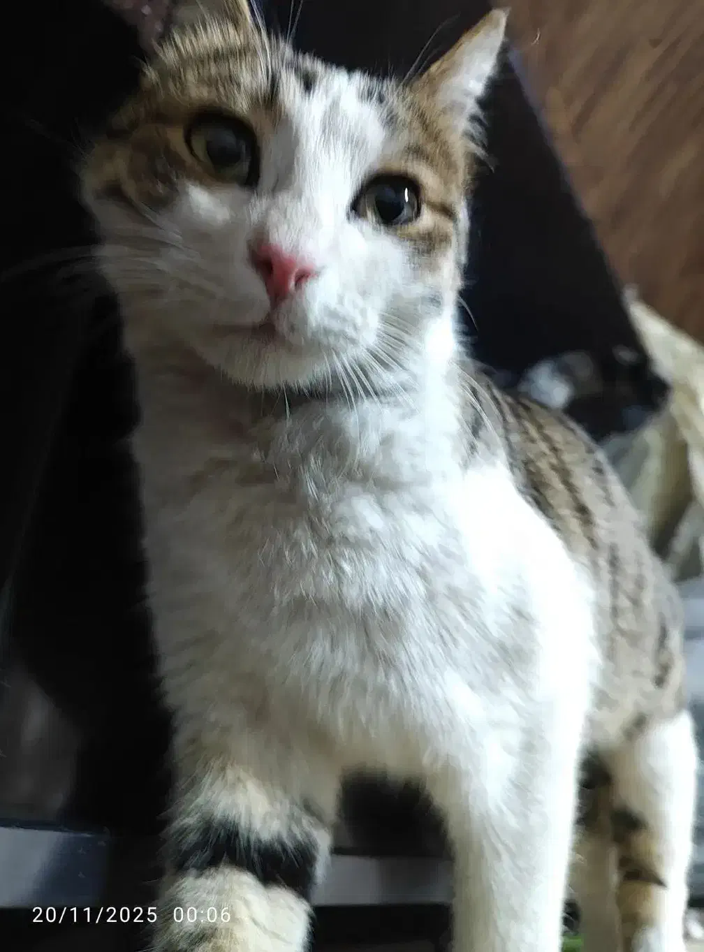 گربه گم شده در انتظار صاحب اصلی خودش|گربه|سیرجان, |دیوار