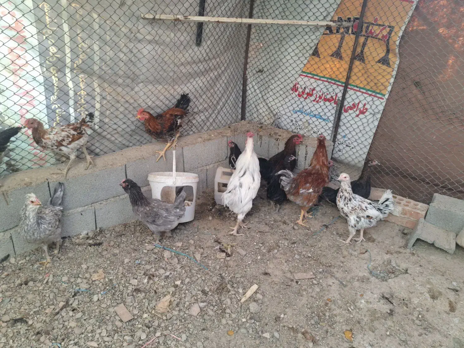 مرغ و خروس|حیوانات مزرعه|رباط‌کریم, رباط‌کریم|دیوار