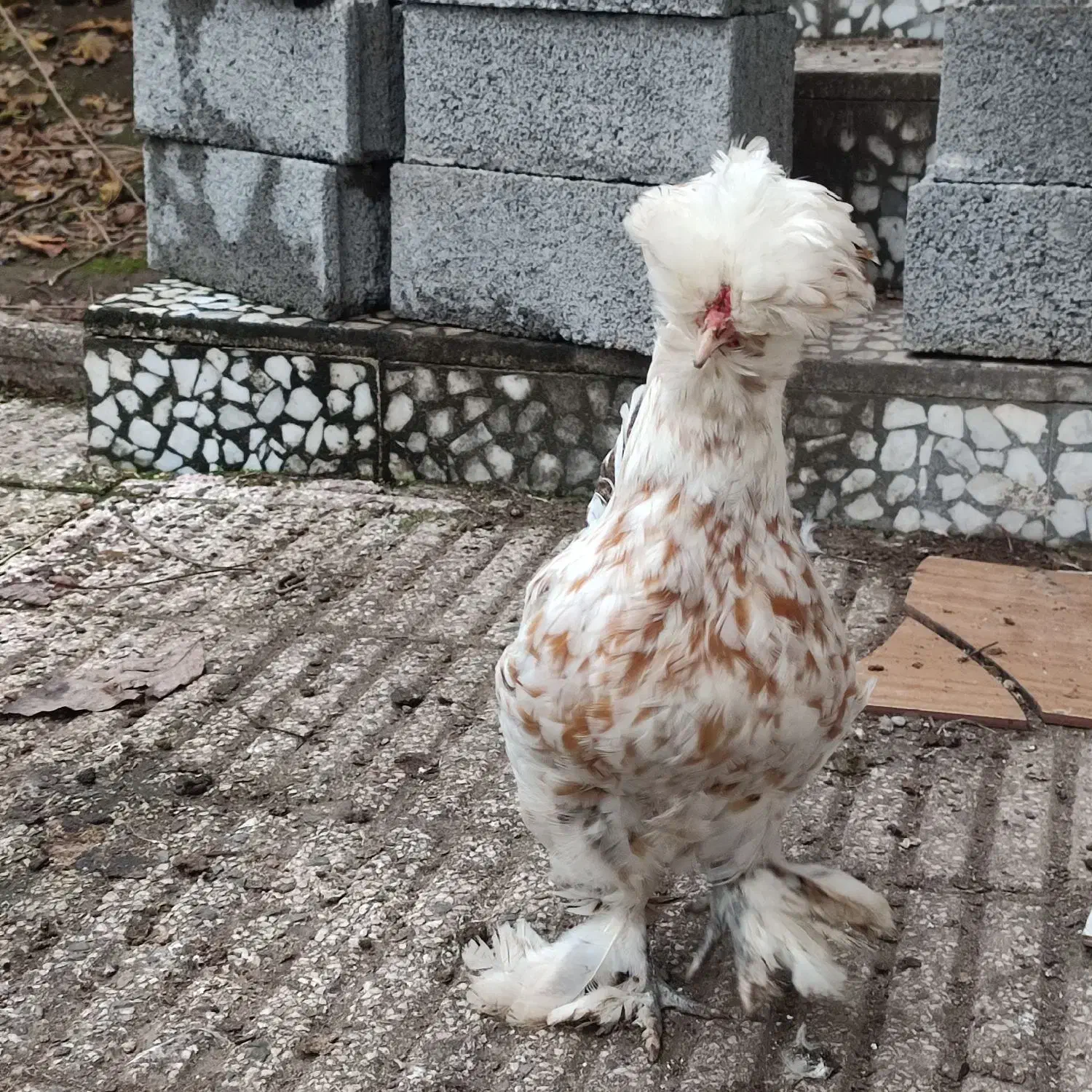 فروش مرغ و خروس سلطان|حیوانات مزرعه|لاهیجان, بوجایه|دیوار