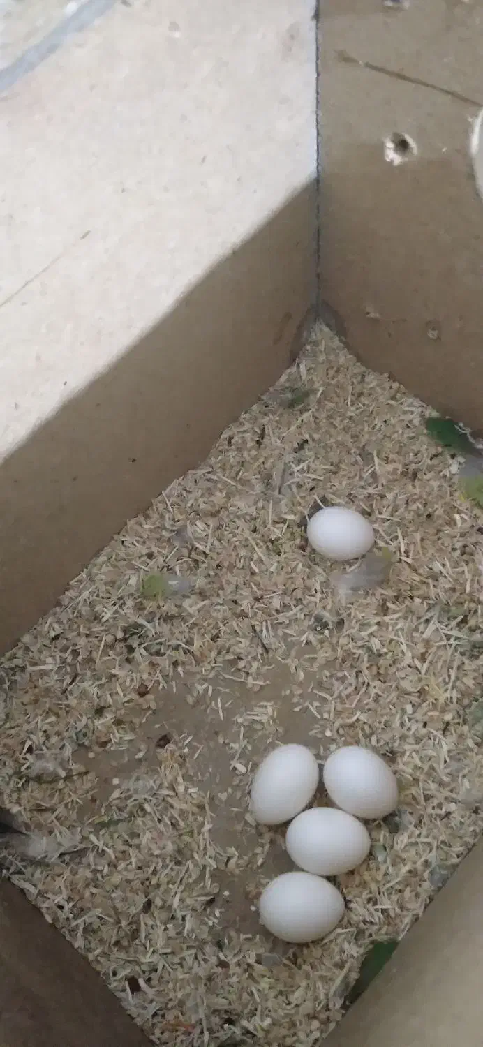 طوطی با۵تاتخم|پرنده|مرند, |دیوار