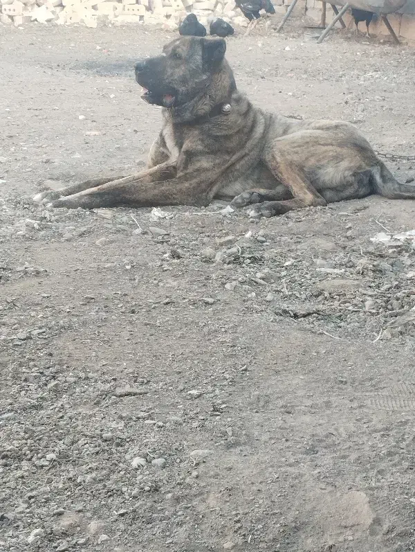 قیمت 17|سگ|تربت‌حیدریه, بالا ولایت|دیوار