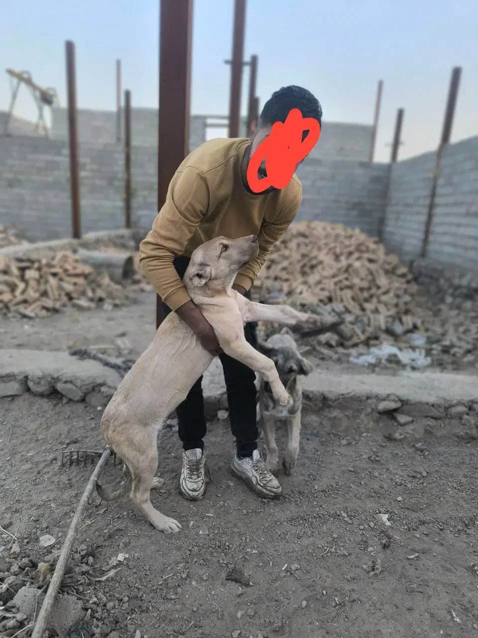 واگذاری توله ماده|سگ|تبریز, |دیوار