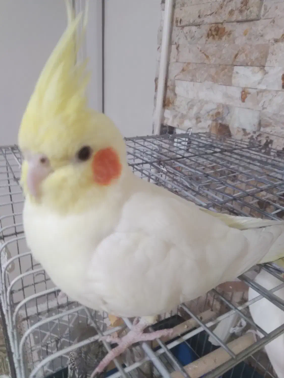 عروس هلندی|پرنده|شهریار, شهریار|دیوار