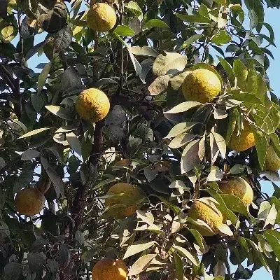 خریدارهسته نارنج|خدمات باغبانی و درختکاری|خان ببین, |دیوار