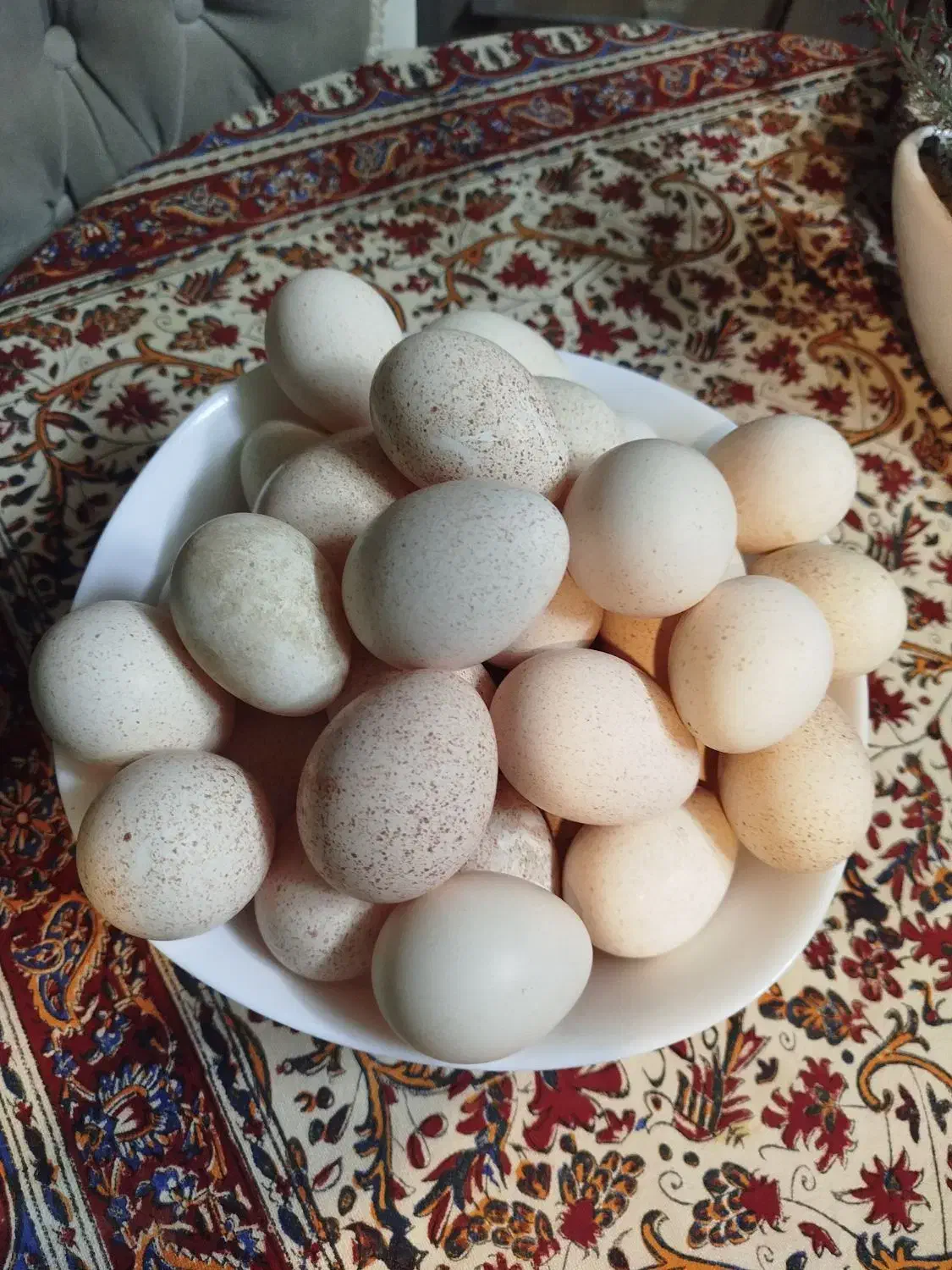 تخم بوقلمون نطفه دار|حیوانات مزرعه|قزوین, |دیوار