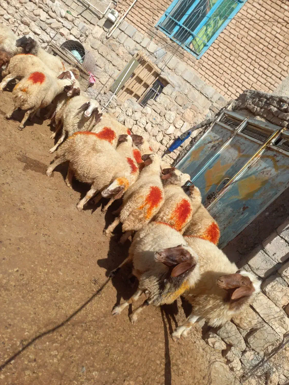 میش داشتی|حیوانات مزرعه|گوآور, |دیوار