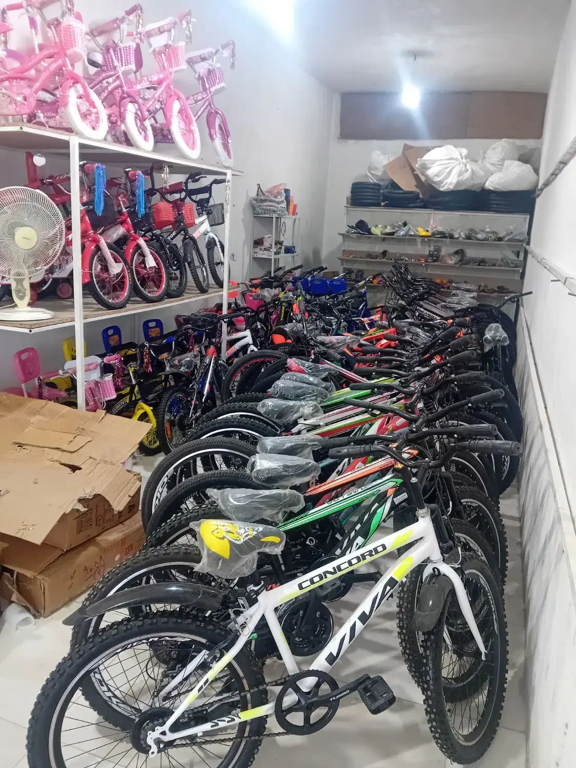 اورتگا‌بچه‌گانه|دوچرخه، اسکیت، اسکوتر|گنبد کاووس, |دیوار