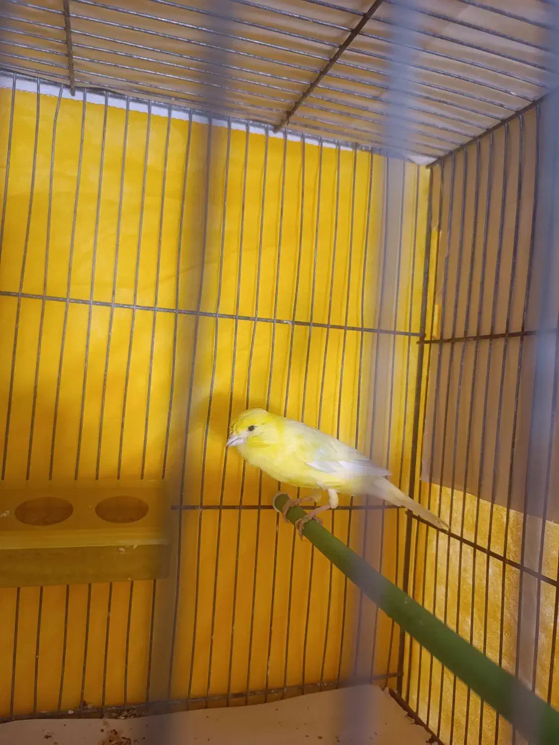 قناری نرسوپر|پرنده|لاهیجان, کوی استادان|دیوار