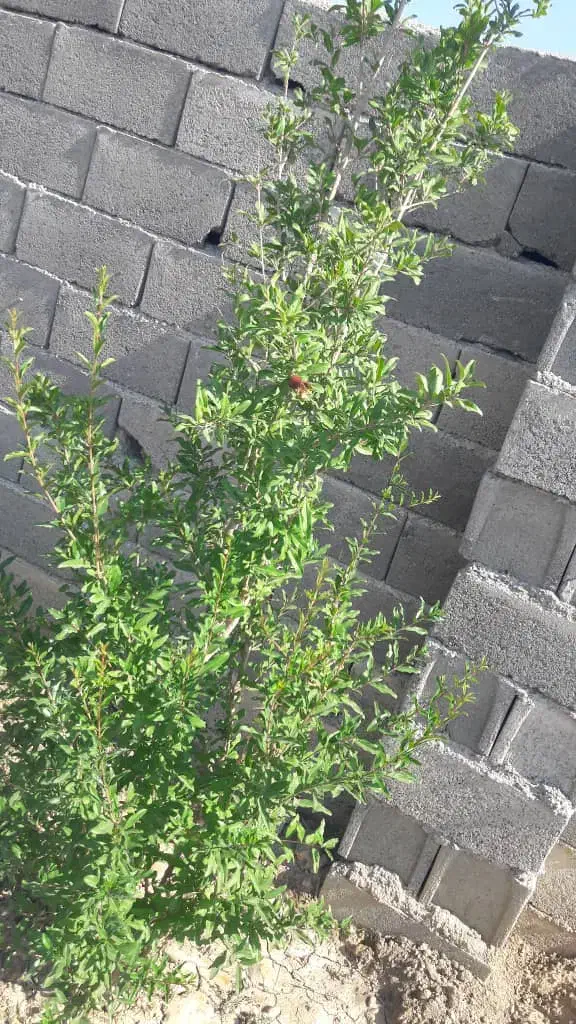 باغ|فروش زمین و ملک کلنگی|شبستر, |دیوار