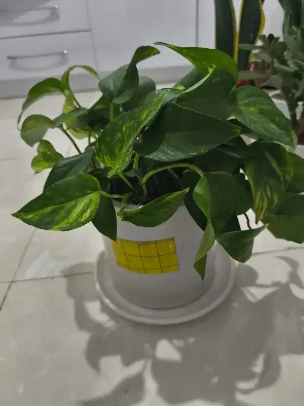 گل و گیاه آپارتمانی|گل و گیاه طبیعی|ری, هاشم‌آباد|دیوار