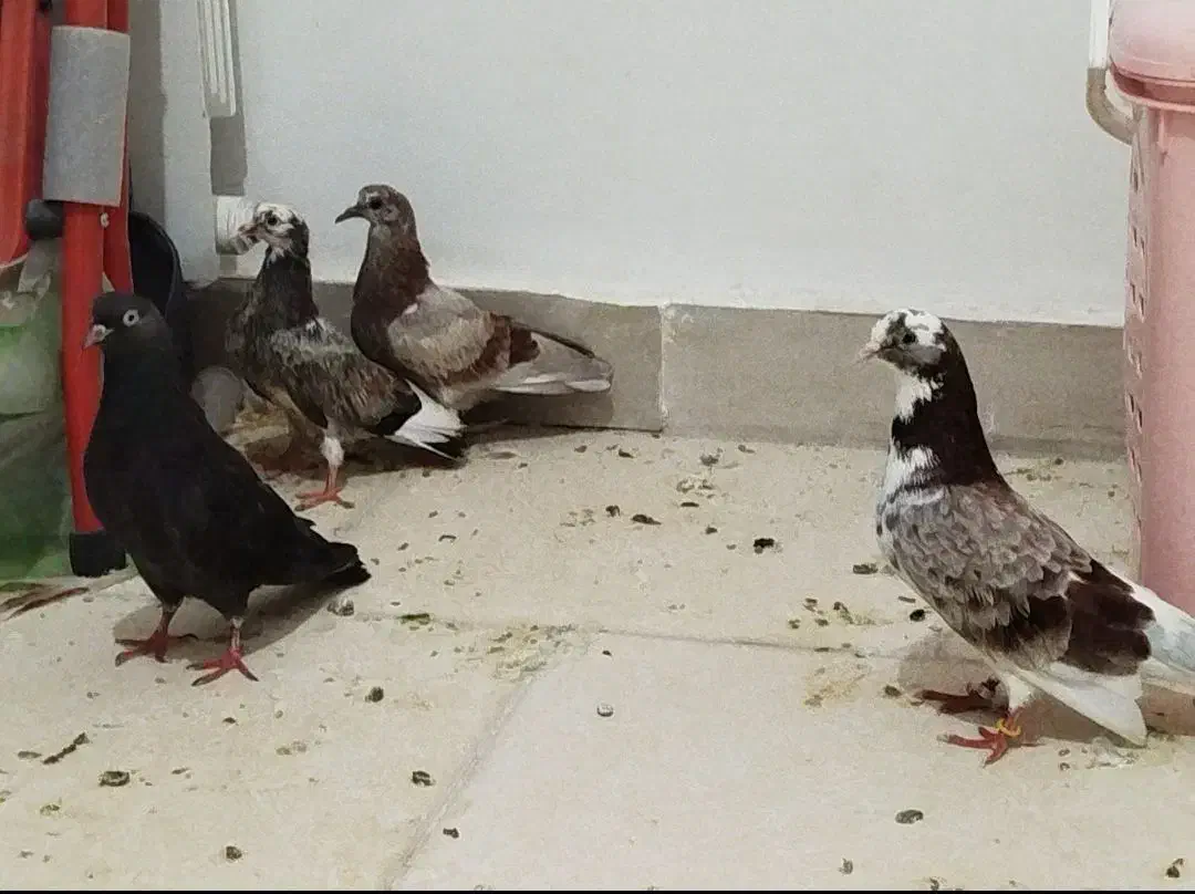 کفتر|پرنده|هشتگرد, هشتگرد قدیم|دیوار