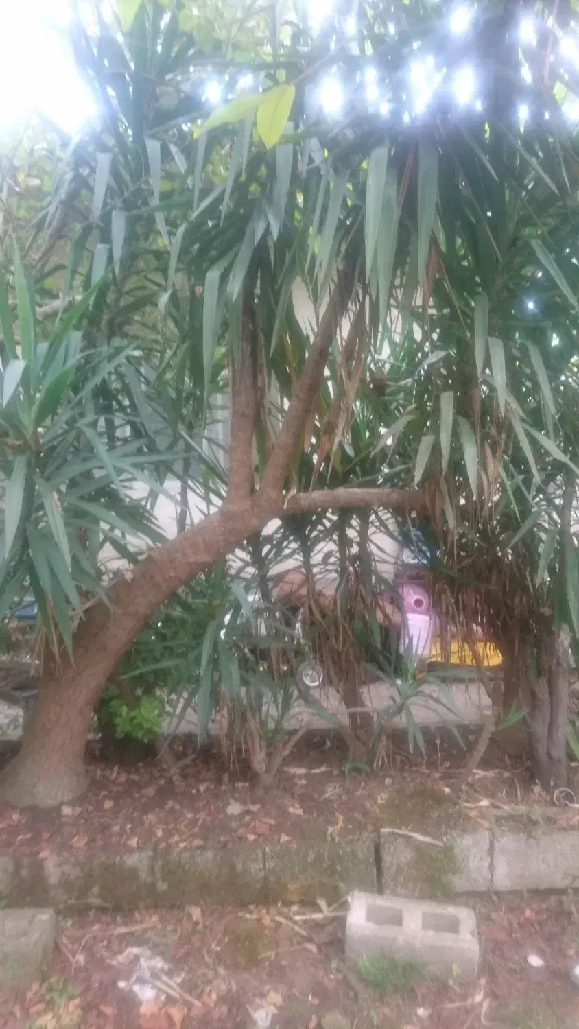 یوکا درختی تنومند|گل و گیاه طبیعی|املش, |دیوار