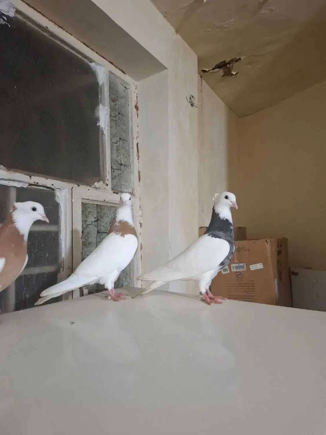 کفتر رنکی|پرنده|اهواز, بیست متری شهرداری|دیوار