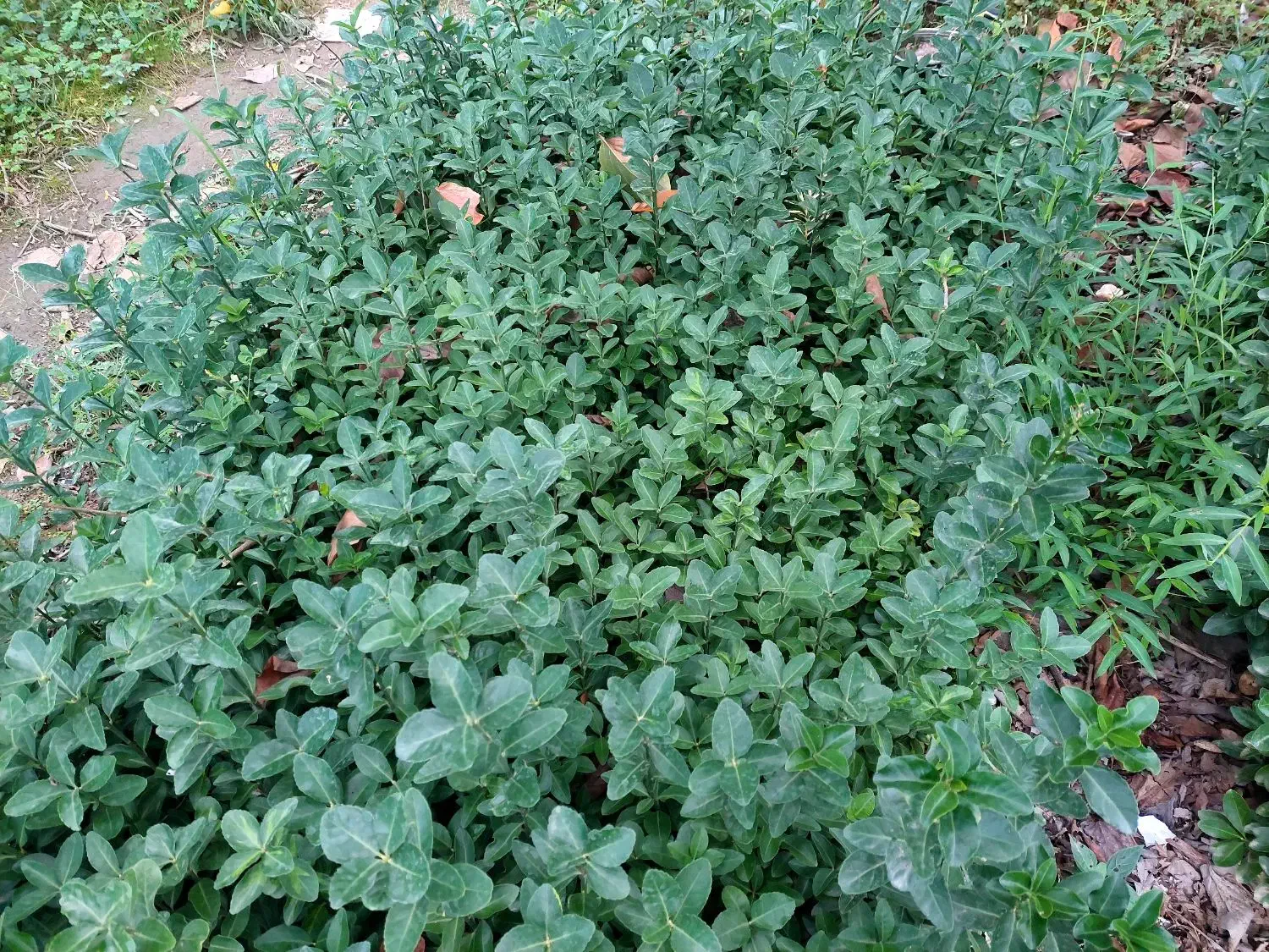 نشاء شمشاد سبز ، یاس هلندی ، پالم|خدمات باغبانی و درختکاری|خرمآباد (تنکابن), |دیوار