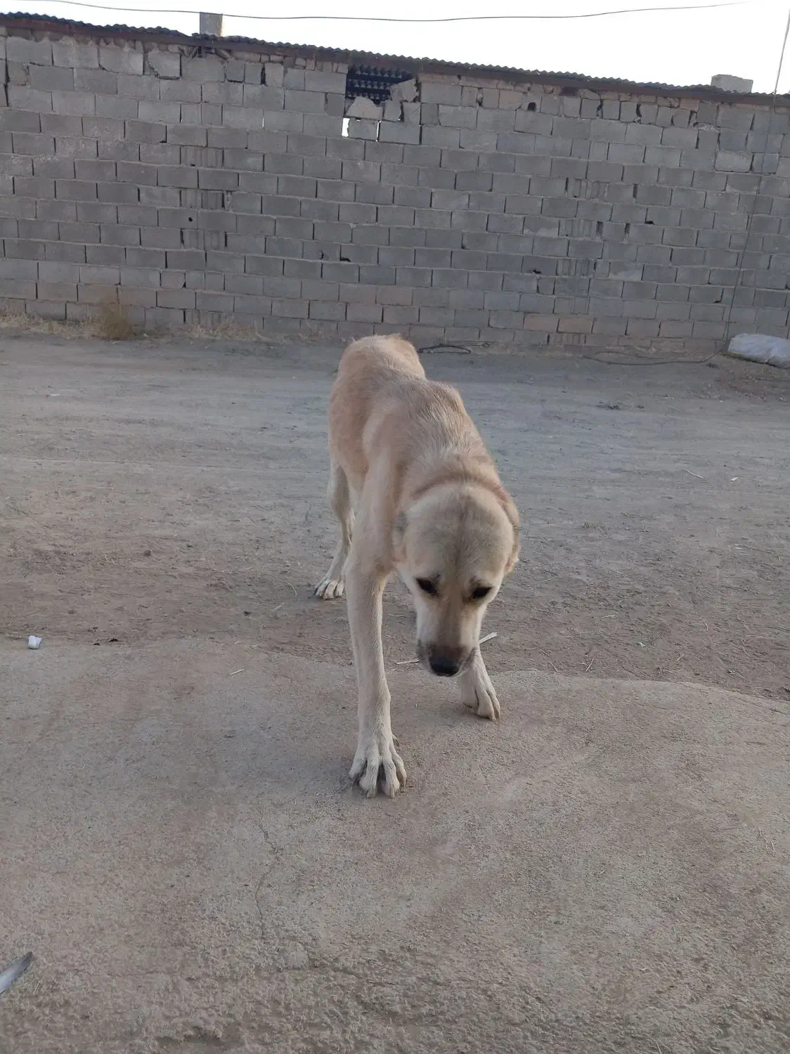 معاوضه با همه چی جز سگ|سگ|جغتای, |دیوار