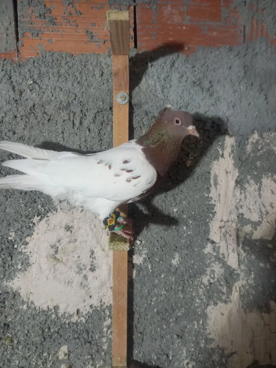 کبوتر پرشی و جفتی دم سفید و سار|پرنده|بجنورد, |دیوار
