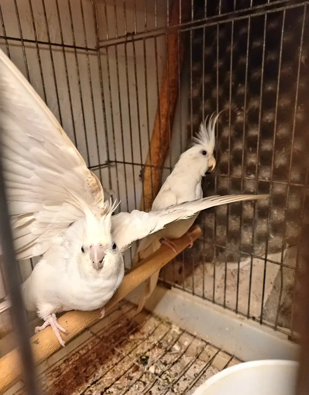 عروس هلندی نژاد البینو سرلاکی|پرنده|رشت, پل تالشان|دیوار