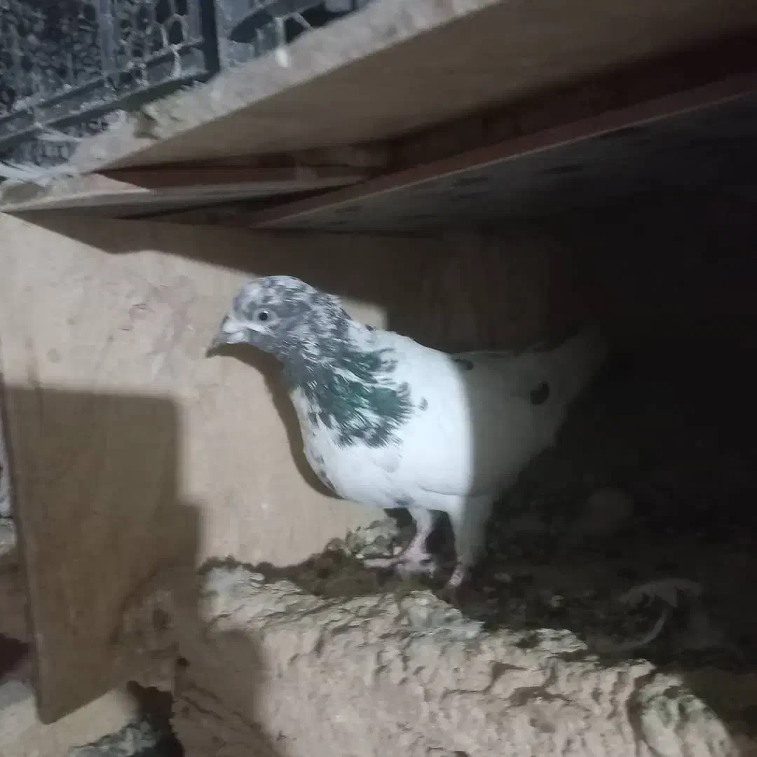 باعرض سلام خدمت عشق بازان عزیز|پرنده|دورود, |دیوار