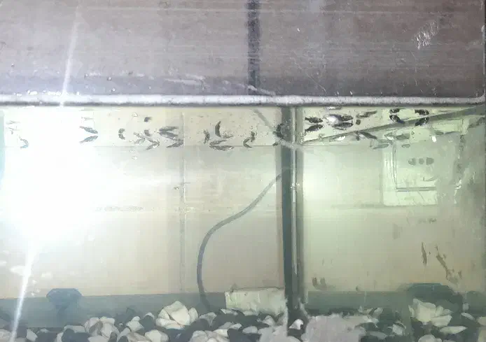 بچه مولی و گوپی|ماهی|تهران, جمال‌زاده|دیوار