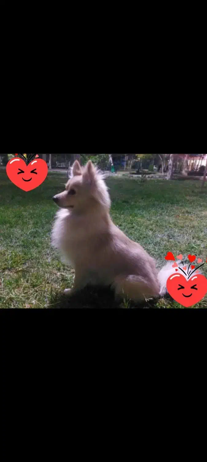 واگزاری سگ|سگ|قم, چهل اختران|دیوار