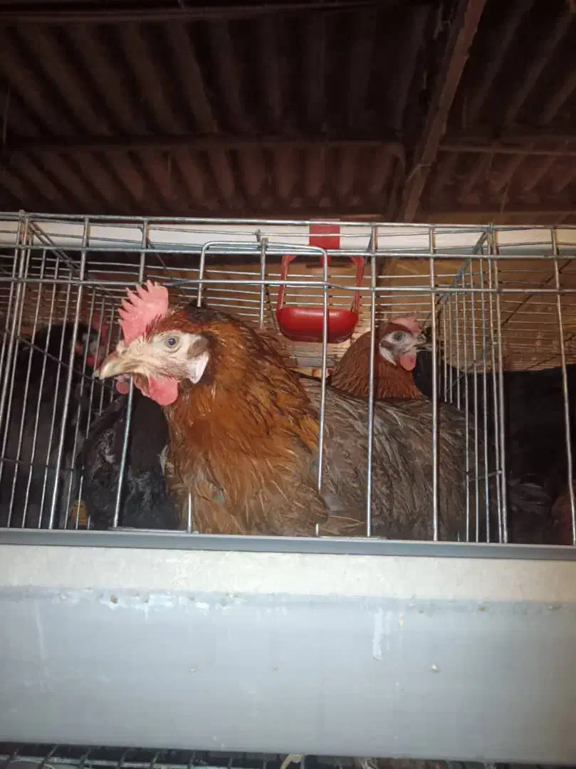 خرید عمده و فروش مرغ و خروس بوقلمون تعداد بالا|حیوانات مزرعه|نجفآباد, جوزدان|دیوار