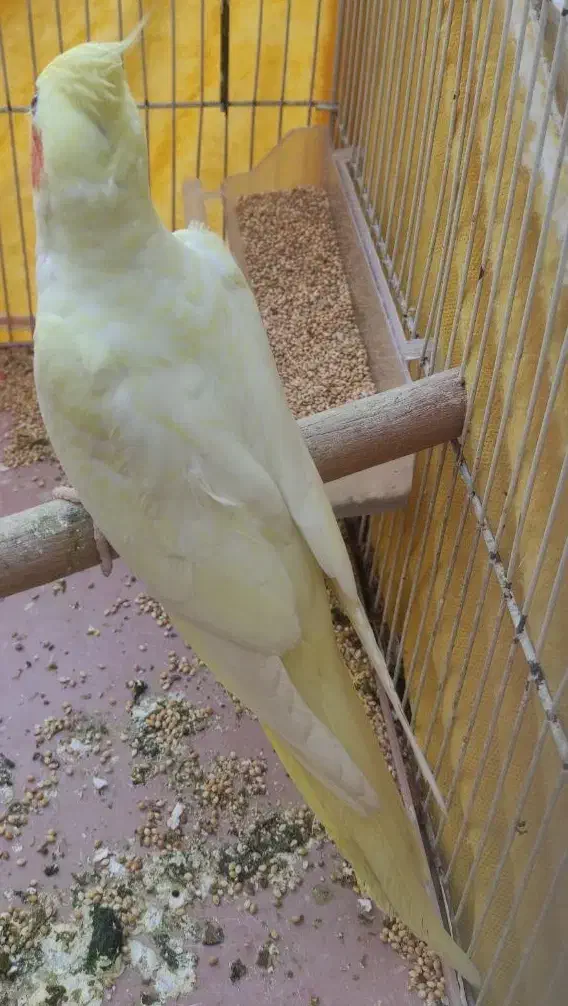 عروس هلندی نر چشم قرمز|پرنده|کارون, |دیوار