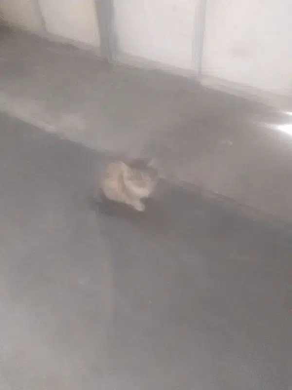 قیمت توافقی|گربه|کرمان, |دیوار