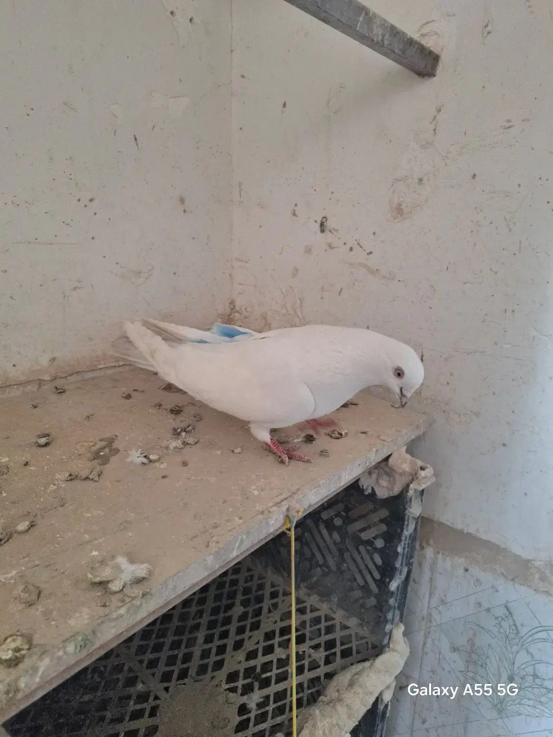 کبوترپرشی|پرنده|ارومیه, |دیوار