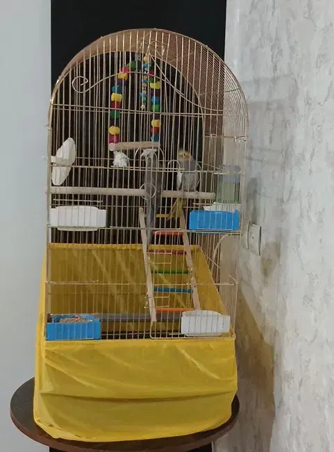 عروس هلندی نر و ماده|پرنده|نسیمشهر, |دیوار