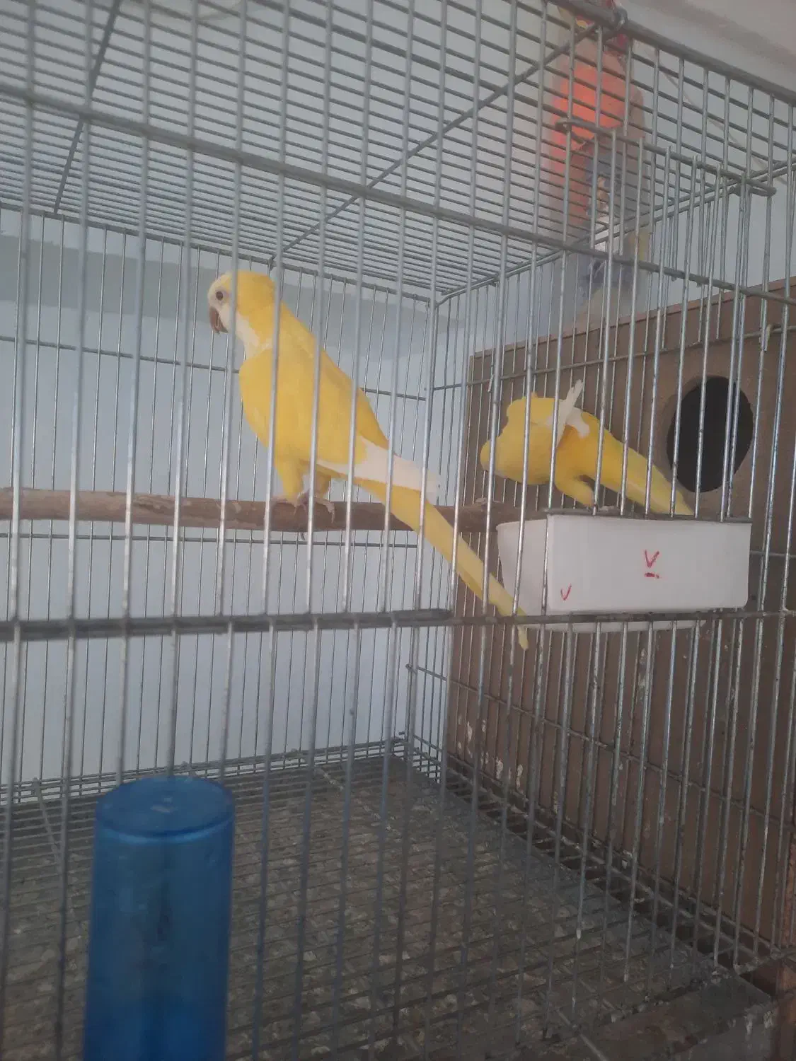 راهب لوتینو کارداده زمانتی|پرنده|میبد, |دیوار