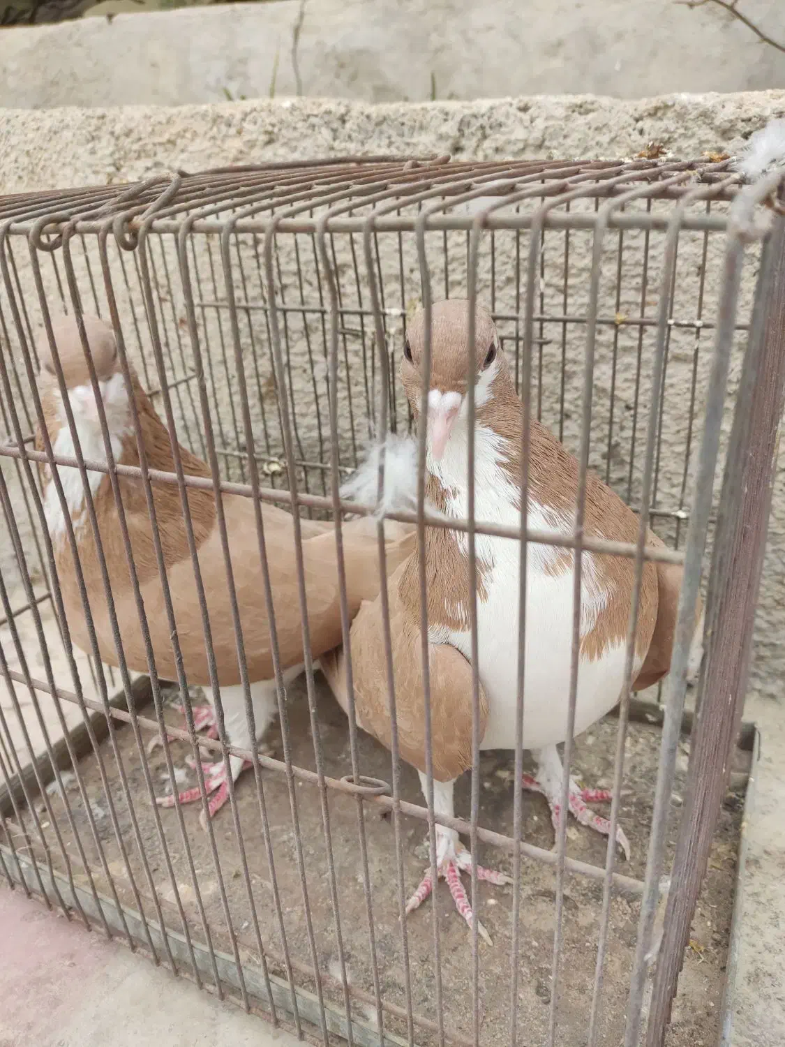 کبوتر نرماده خوش رنگ زرد|پرنده|کازرون, |دیوار