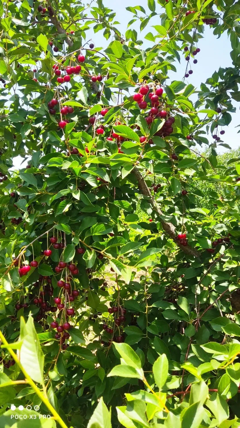 فروش باغ انگور و میوه|فروش دفتر صنعتی، کشاورزی، تجاری|ضیاء آباد, |دیوار