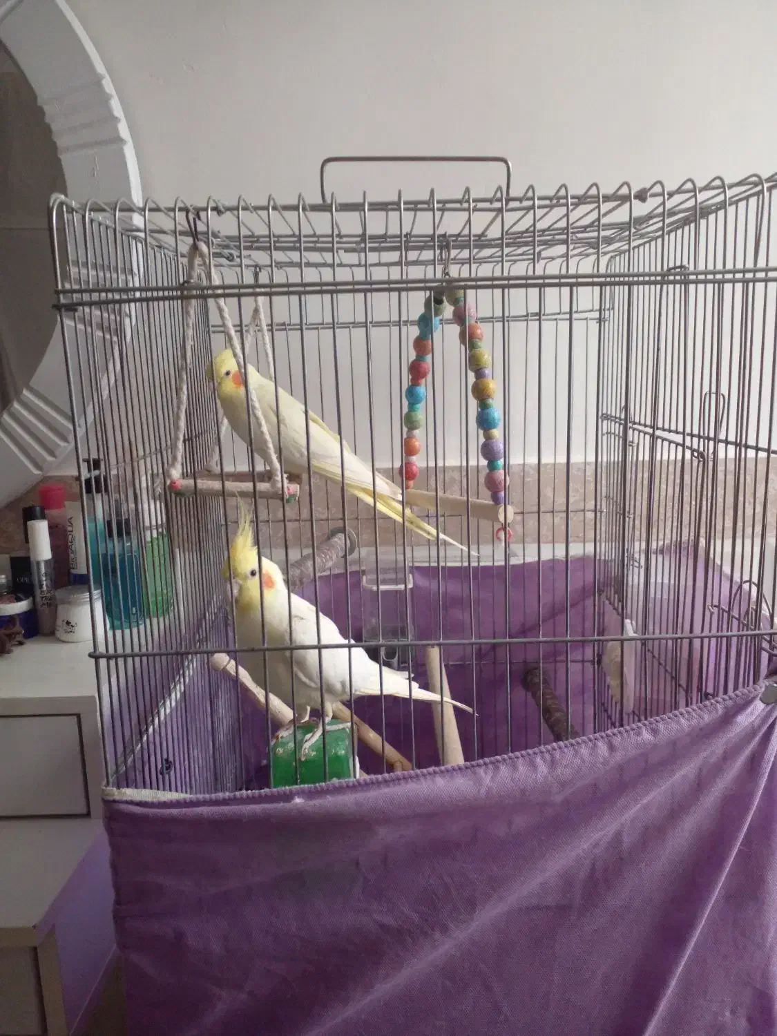 عروس هلندی نروماده ۱ساله لوتینو باقفس ولوازم|پرنده|شهریار, شهریار|دیوار