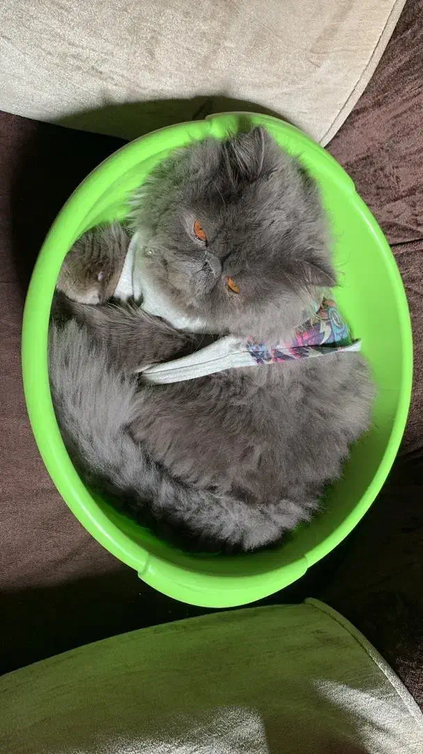 گربه|گربه|تهران, دهم فروردین|دیوار