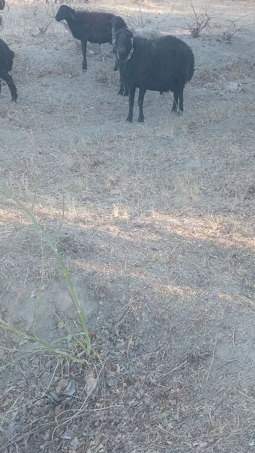 قوچ عتیقه|حیوانات مزرعه|ساروق, |دیوار