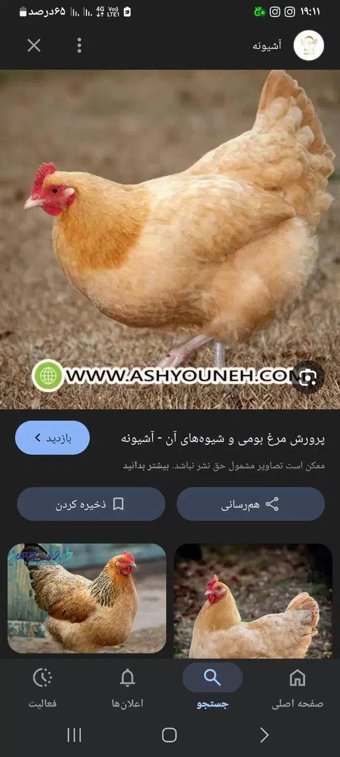 مرغ وخروس محلی|حیوانات مزرعه|شیراز, کرونی(خاتونک)|دیوار