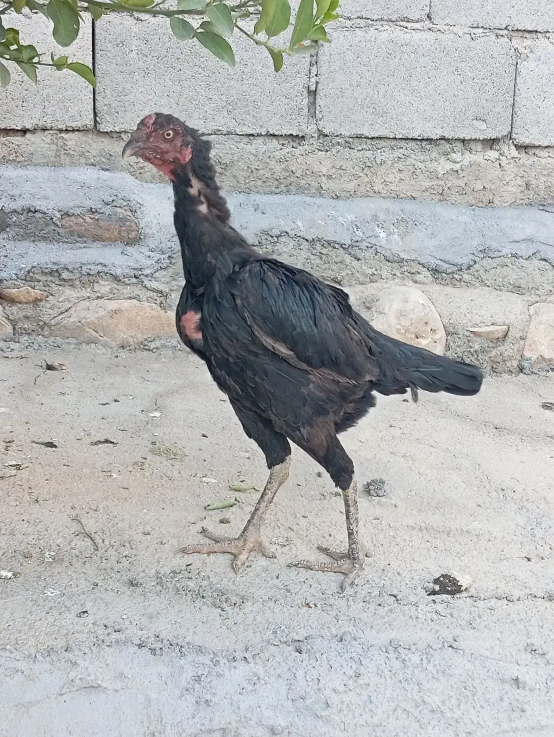 مرغ تخم گذار و خروس لاری|حیوانات مزرعه|سرپل ذهاب, |دیوار