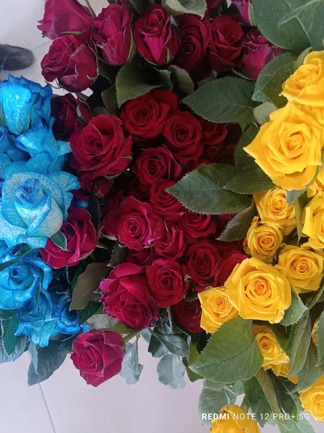 گل رز|گل و گیاه طبیعی|بیرجند, |دیوار