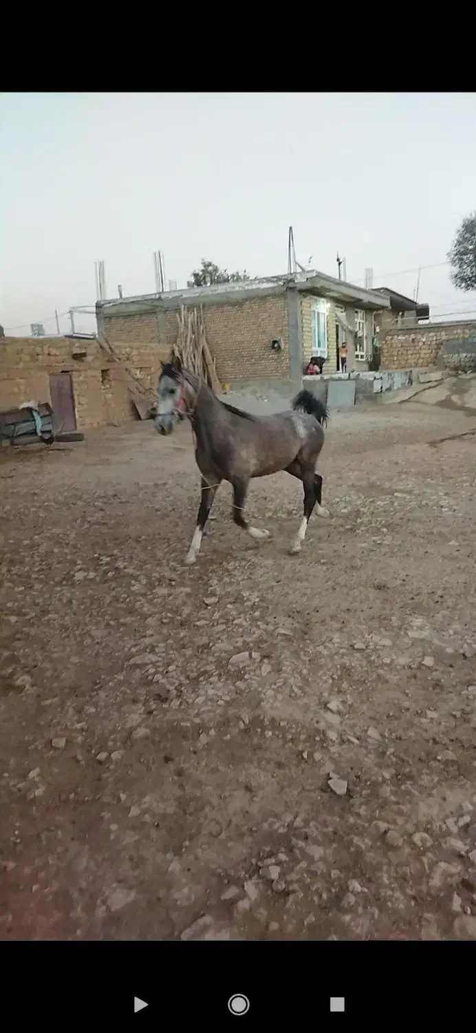 کره اسب کرد|اسب و تجهیزات اسب‌سواری|ری, علایین|دیوار