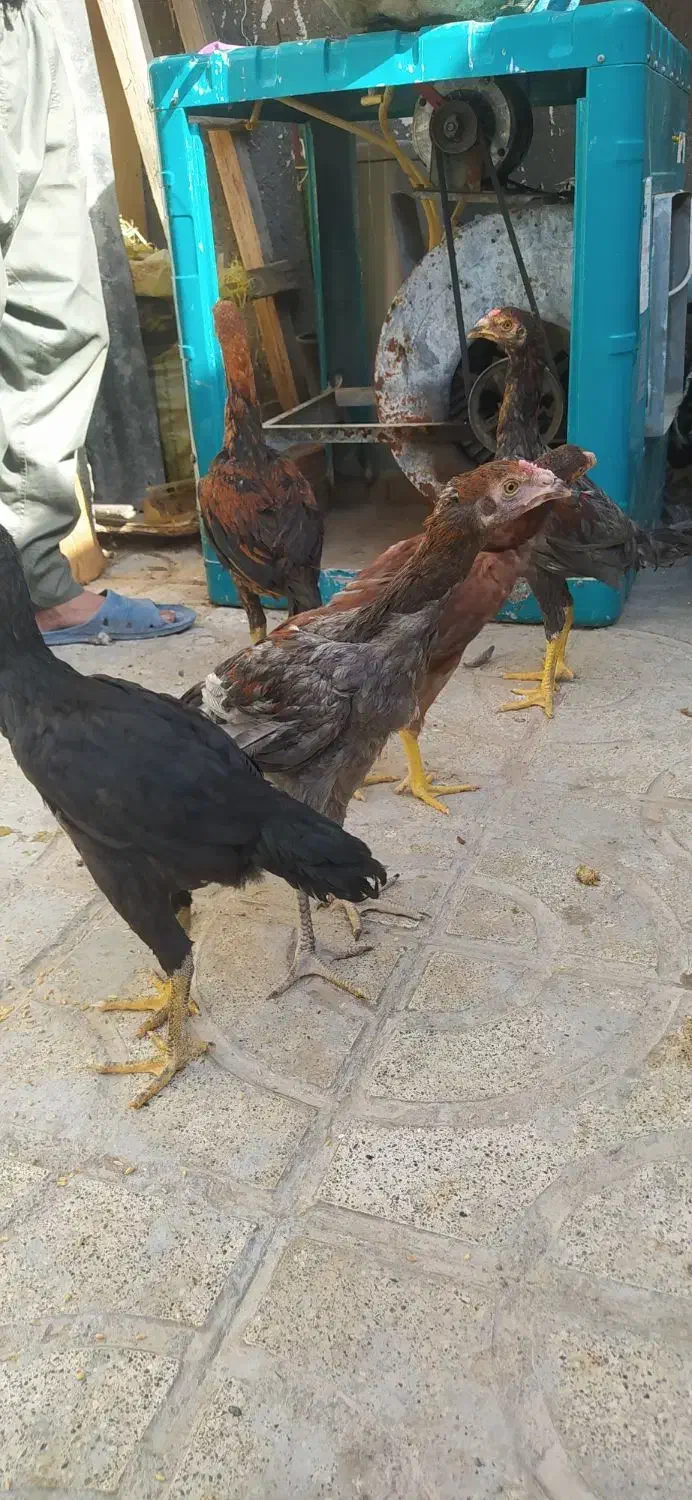 جوجه لاری چهار ماه|حیوانات مزرعه|مشهد, شهید احمدی روشن|دیوار