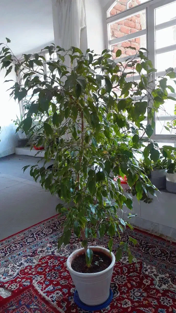 گل و گیاه طبیعی|گل و گیاه طبیعی|بناب, |دیوار