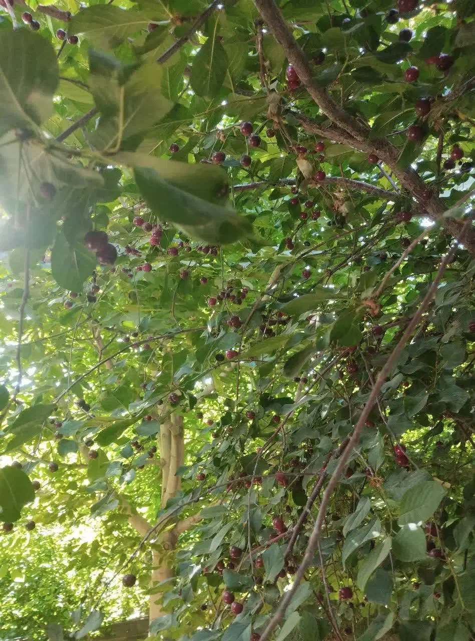 فروش باغ نقلی بوز ـخضرآباد|فروش خانه و ویلا|خضر آباد, |دیوار