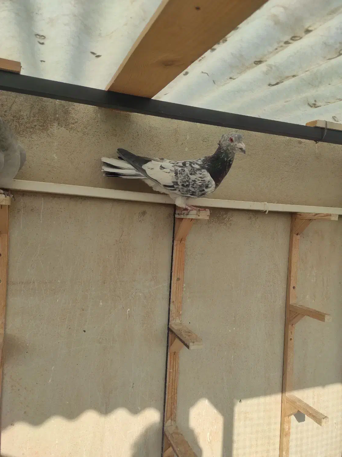 سار کاکلی عطیقه.کلاغ نواری کاکلی ماده.موشی برفی|پرنده|مشهد, عبادی|دیوار