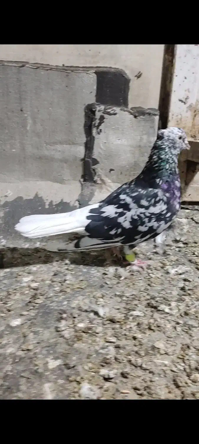 دم سفید دمبی طوقی چپ سفید|پرنده|باوی, |دیوار