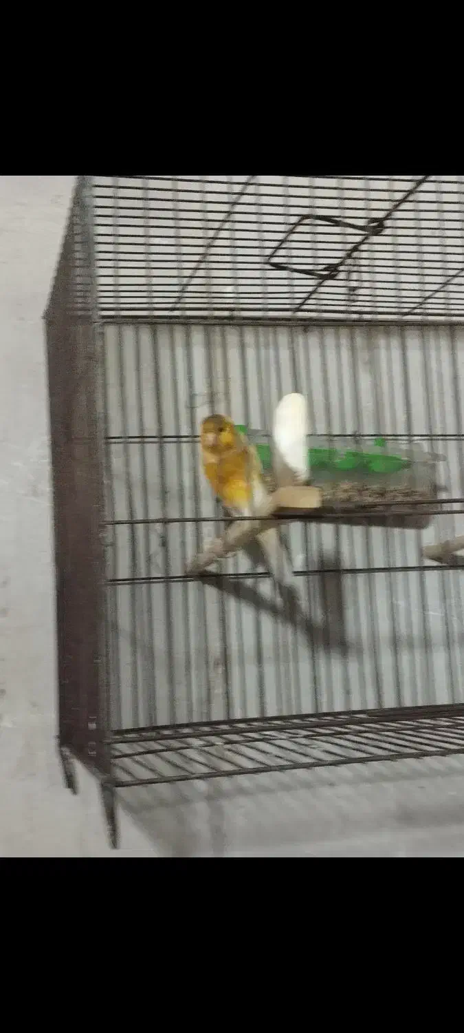 قناری نر|پرنده|رامیان, |دیوار