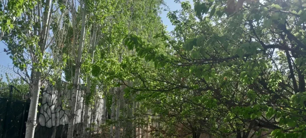 باغ درخت۱۵ساله سند۶دانگ بامجوزساخت معاوضه باماشین|فروش زمین و ملک کلنگی|مشهد, شاهد (شهرک غرب)|دیوار