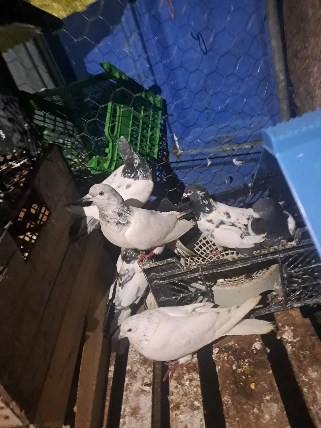 امیدیه هستم|پرنده|امیدیه, |دیوار